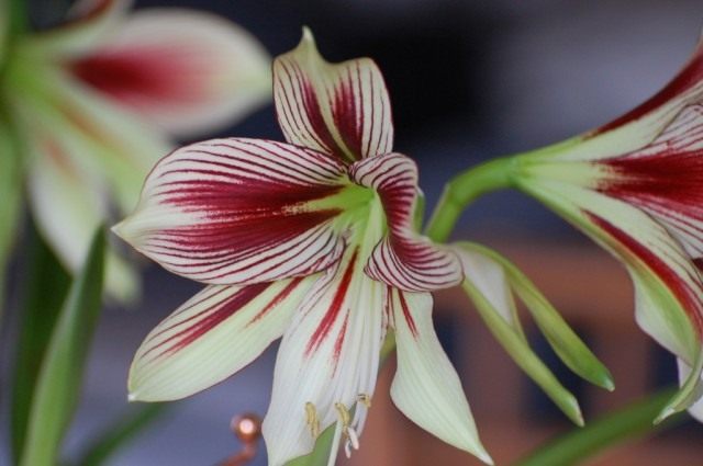 Гиппеаструм бабочка (Hippeastrum papilio) Гиппеаструм бабочка (Hippeastrum papilio)