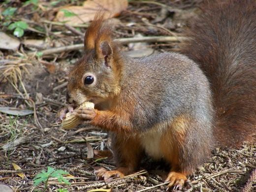 Белка обыкновенная (Red Squirrel) Белка обыкновенная (Red Squirrel)