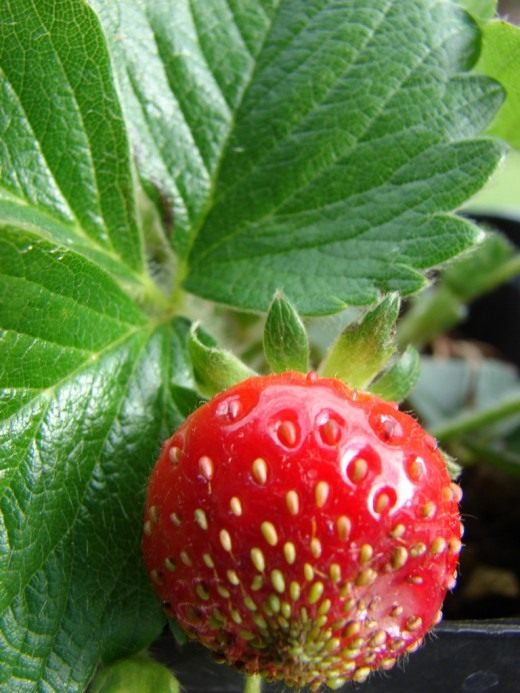 Земляника (Strawberry)