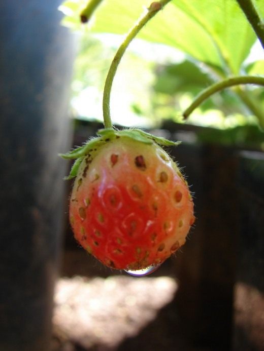 Земляника (Strawberry)