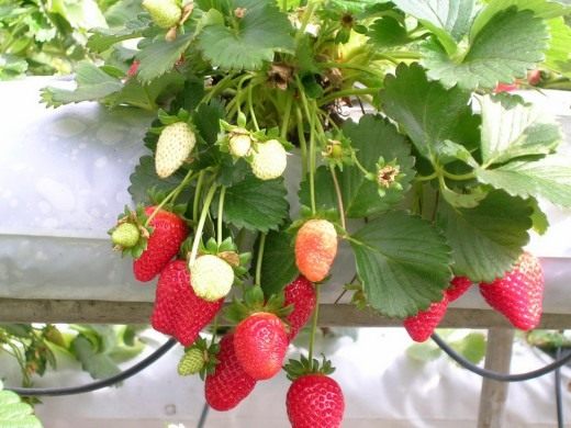 Земляника (Strawberry)