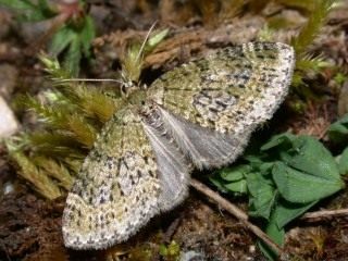 Бабочка лопастной пяденицы зеленоватой (Acasis viretata) Бабочка лопастной пяденицы зеленоватой (Acasis viretata)