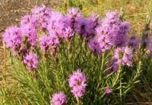 Лиатрис, или весёлые пёрышки, или олений язык (Liatris)