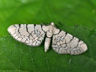 Бабочка пяденицы цветочной сетчатой (Eupithecia venosata) Бабочка пяденицы цветочной сетчатой (Eupithecia venosata)