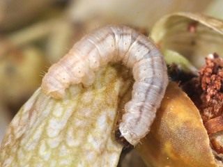 Гусеница пяденицы цветочной сетчатой (Eupithecia venosata) Гусеница пяденицы цветочной сетчатой (Eupithecia venosata)