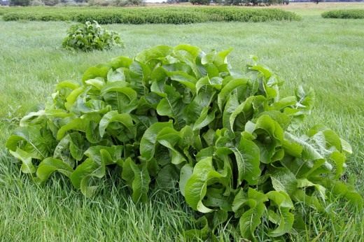 Хрен (Horseradish)