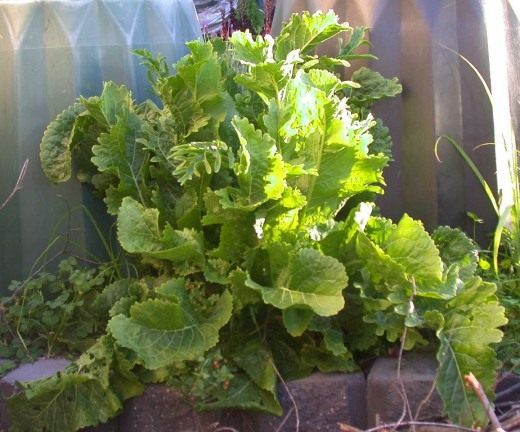 Хрен (Horseradish)