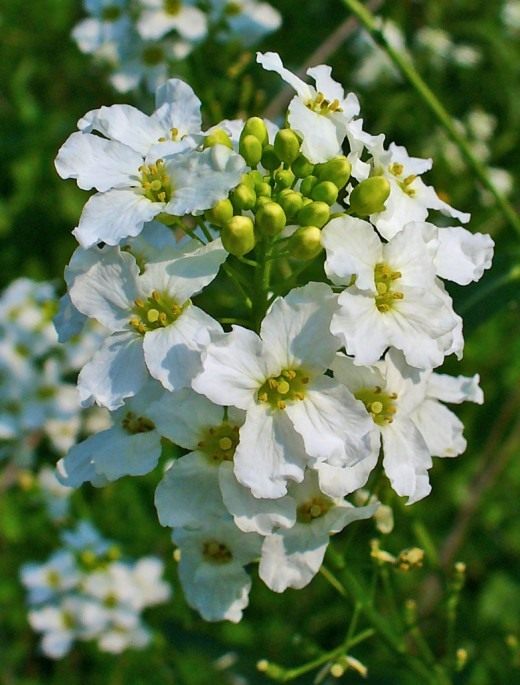 Хрен (Horseradish)