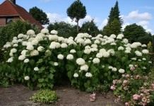 Гортензия древовидная «Анабель» (Hydrangea arborescens 'Annabelle')
