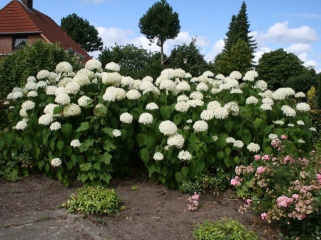 Гортензия древовидная «Анабель» (Hydrangea arborescens 'Annabelle') Гортензия древовидная «Анабель» (Hydrangea arborescens 'Annabelle')