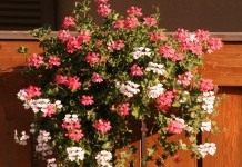 Пеларгония плющелистная, Пеларгония щитовидная, Пеларгония английская