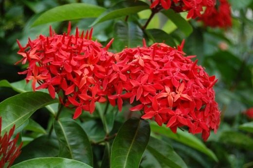 Иксора (Ixora) Иксора (Ixora)