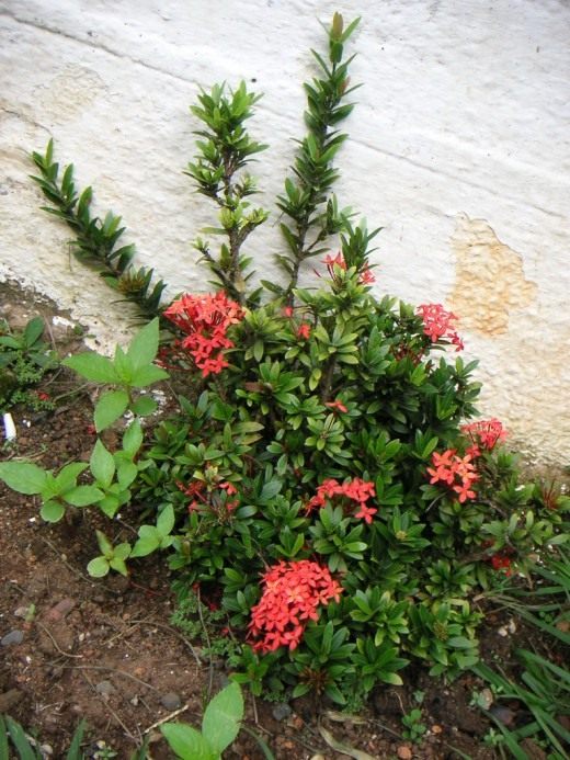Иксора (Ixora)