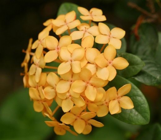 Иксора (Ixora)