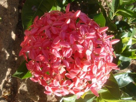 Иксора (Ixora)