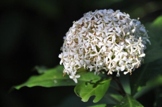 Иксора (Ixora)