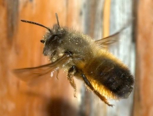 Пчела Осмия (Mason bee)