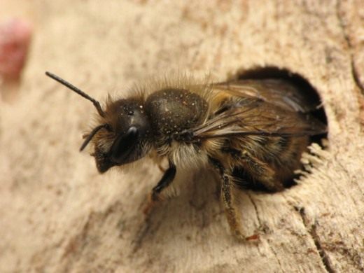 Пчела Осмия (Mason bee)
