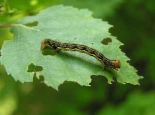 Гусеница пяденицы-обдирало, или листопадной пяденицы (Erannis defoliaria) Гусеница пяденицы-обдирало, или листопадной пяденицы (Erannis defoliaria)