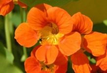 Настурция, или Капуцин (Tropaeolum)