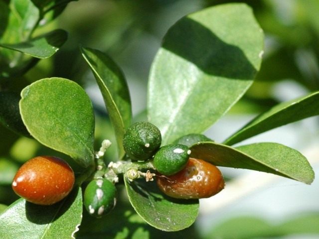 Муррайя метельчатая, или Муррайя иноземная Муррайя метельчатая, или Муррайя иноземная