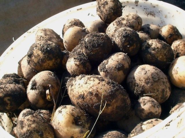 Урожай картофеля Урожай картофеля