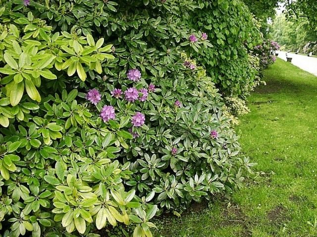 Рододендрон (Rhododendron)