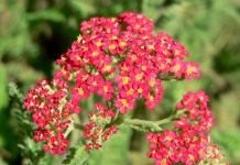 Тысячелистник обыкновенный (Achillea vulgaris), садовый сорт