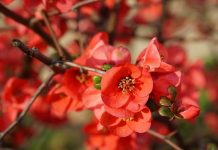 Хеномелес японская, или Айва японская низкая (Chaenomeles japonica)