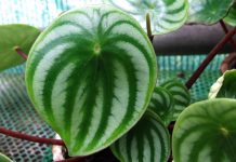 Пеперомия серебристая (Peperomia argyreia)