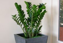 Замиокулькас (Zamioculcas)