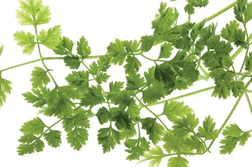 Анис обыкновенный, или Бедренец анисовый (Pimpinella anisum) Анис обыкновенный, или Бедренец анисовый (Pimpinella anisum)
