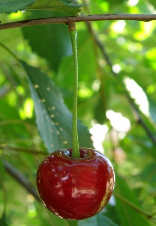Вишня (Cherry)