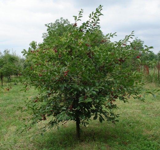 Вишня (Cherry)