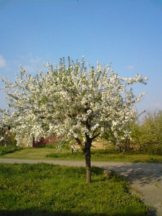 Вишня (Cherry)