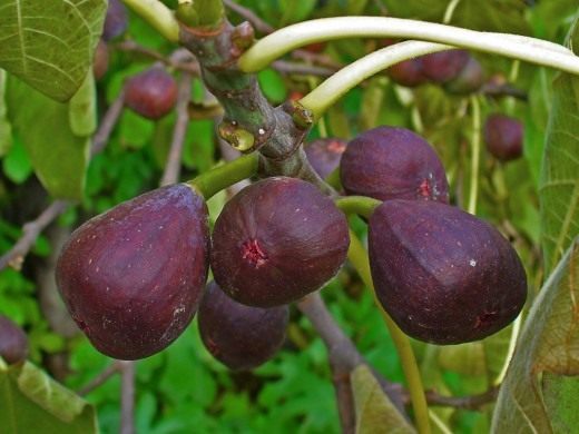 Инжир (Common fig)