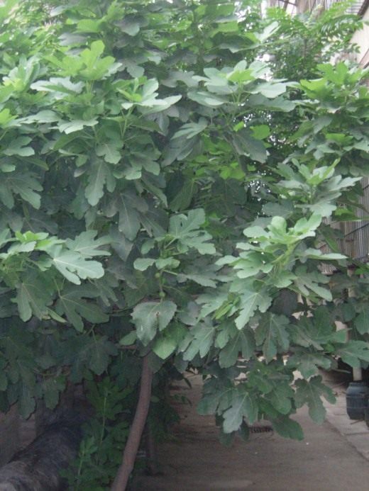 Инжир (Common fig)