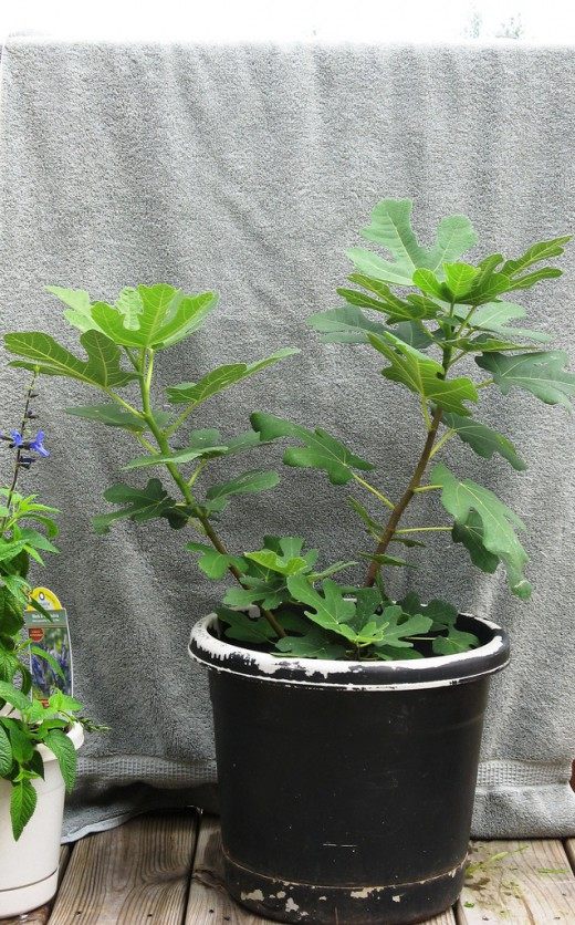 Инжир (Common fig)