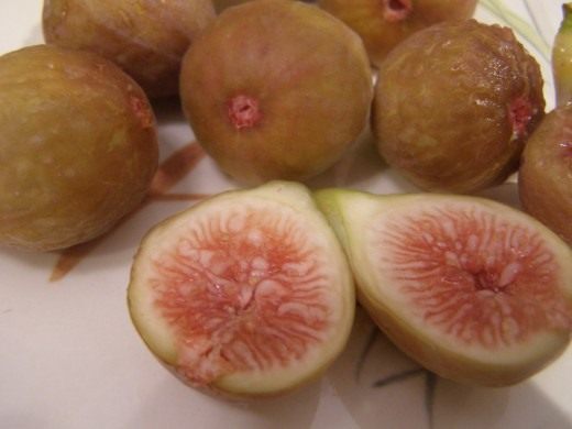 Инжир (Common fig)