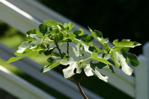 Инжир (Common fig)