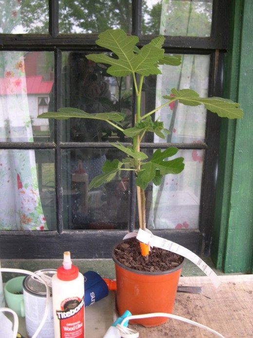 Инжир (Common fig)