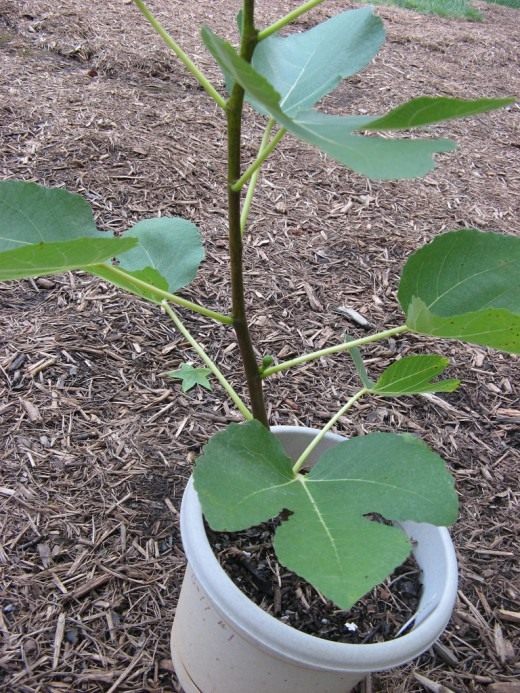 Инжир (Common fig)