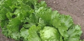 Салат айсберг (Iceberg lettuce)