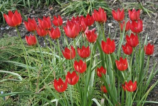 Тюльпан (Tulip)