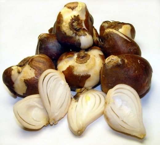 Луковицы тюльпанов (Tulip bulbs)