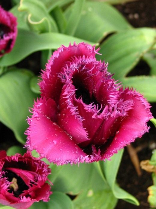 Тюльпан (Tulip)