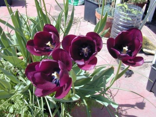 Тюльпан (Tulip)