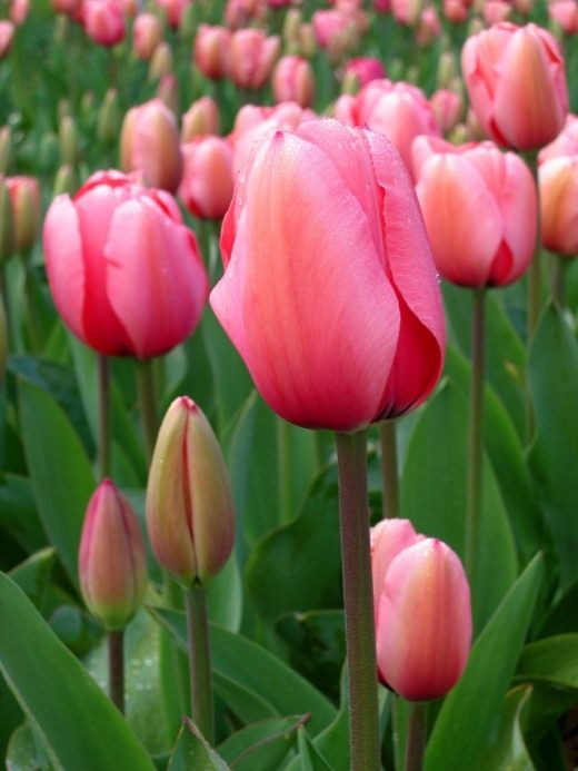 Тюльпан (Tulip)