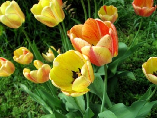 Тюльпан (Tulip)
