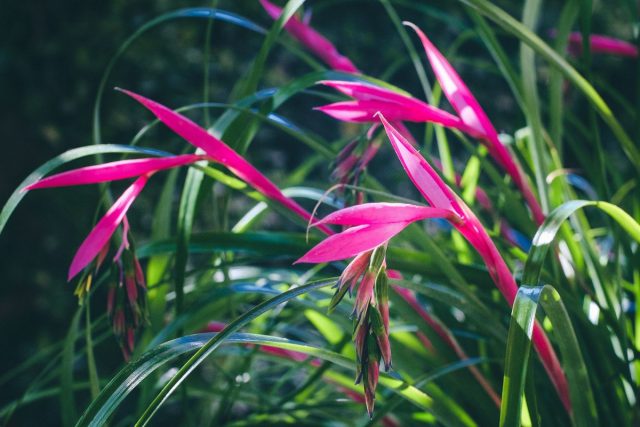 Бильбергия поникающая (Billbergia nutans) Бильбергия поникающая (Billbergia nutans)
